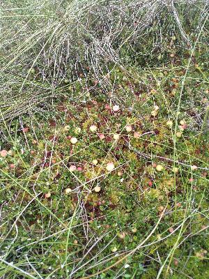 Vaccinium oxycoccos