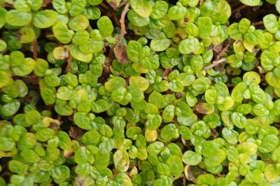 Soleirolia soleirolii