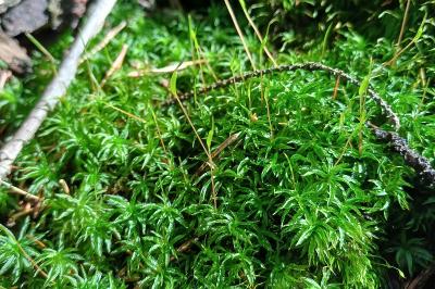 Atrichum undulatum