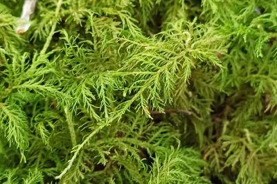 Thuidium tamariscinum