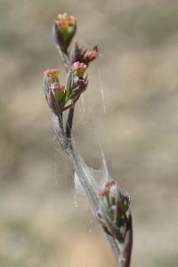 Bufonia tenuifolia