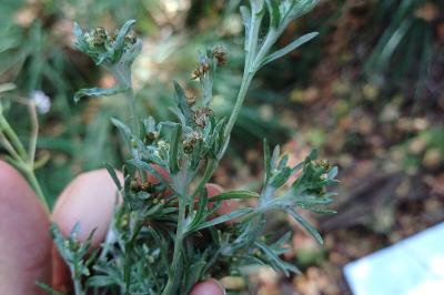 Gnaphalium uliginosum