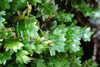 Hookeria lucens