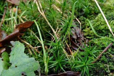 Polytrichum commune