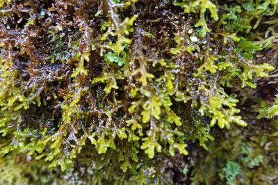 Frullania tamarisci