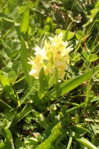 Dactylorhiza sambucina