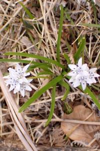 Tractema umbellata
