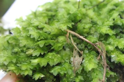 Hookeria lucens