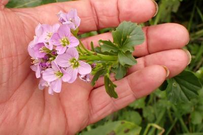 Cardamine raphanifolia