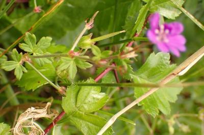 Geranium pyrenaicum