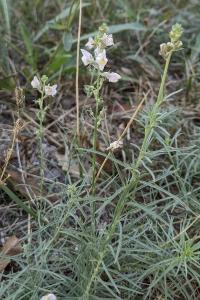 Linaria repens