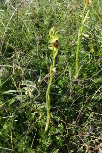 Ophrys aranifera