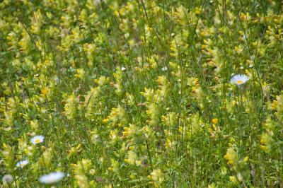 Rhinanthus angustifolius