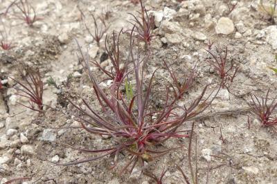 Juncus bufonius