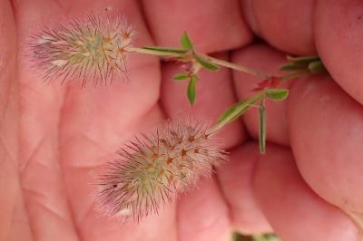 Trifolium arvense