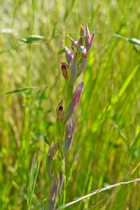 Serapias parviflora