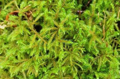 Hylocomiadelphus triquetrus