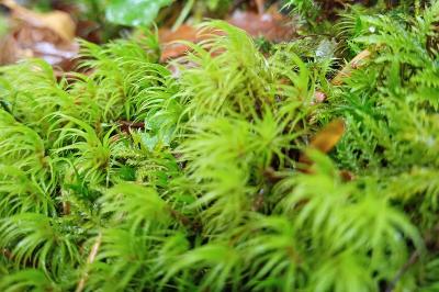 Dicranum scoparium