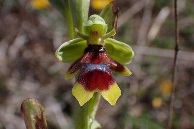 Ophrys aymoninii