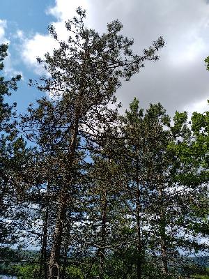 Pinus nigra