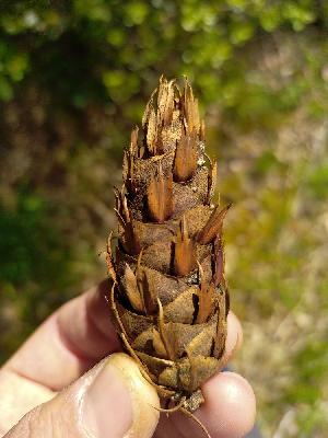 Pseudotsuga menziesii