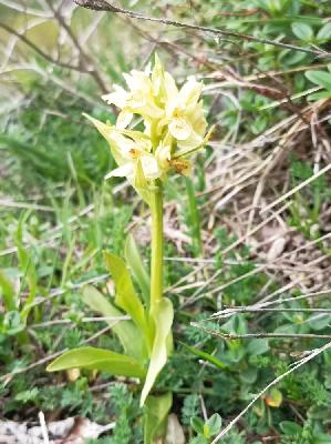 Dactylorhiza sambucina