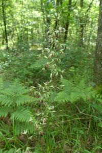 Pseudarrhenatherum longifolium