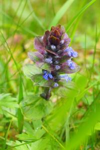 Ajuga pyramidalis
