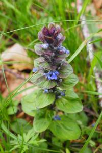 Ajuga pyramidalis