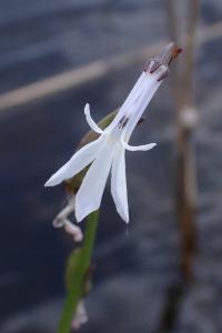 Lobelia dortmanna