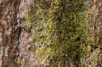 Metzgeria furcata