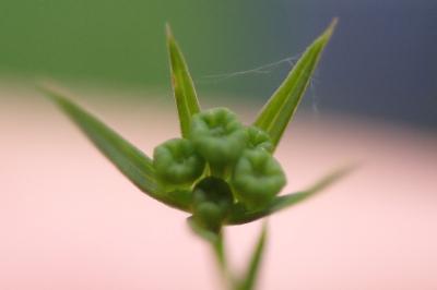 Bupleurum praealtum