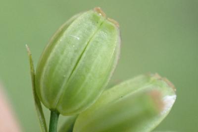 Bupleurum praealtum