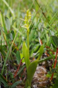 Liparis loeselii