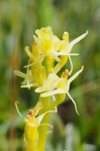 Liparis loeselii