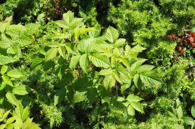 Rubus idaeus