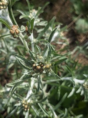Gnaphalium uliginosum