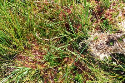 Sphagnum rubellum