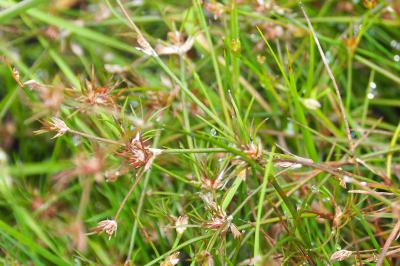 Juncus bulbosus