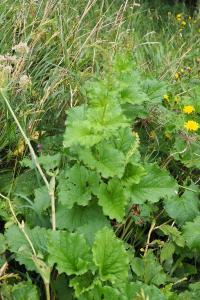 Blitum bonus-henricus