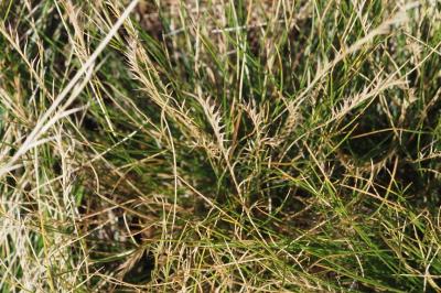 Nardus stricta