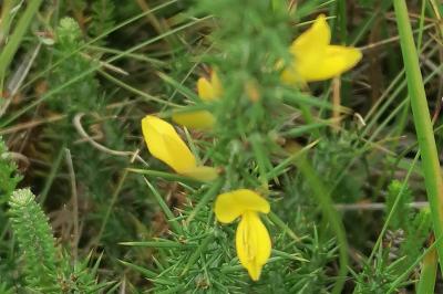 Ulex gallii