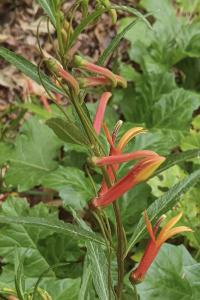 Lobelia laxiflora