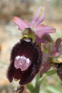 Ophrys bertolonii