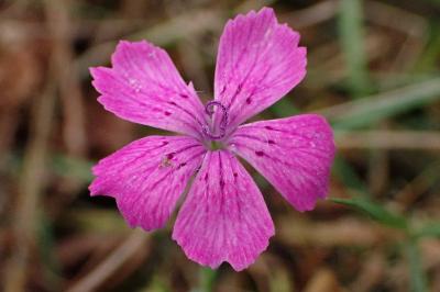 Dianthus seguieri subsp. pseudocollinus