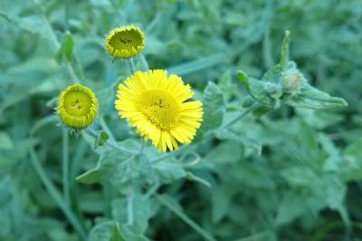 Pulicaria vulgaris