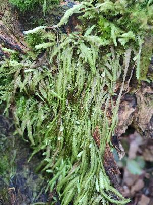 Plagiothecium undulatum