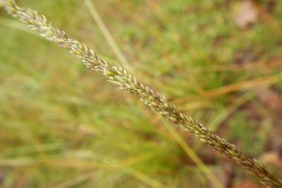 Sporobolus indicus