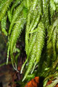 Plagiothecium undulatum
