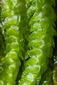 Plagiothecium undulatum